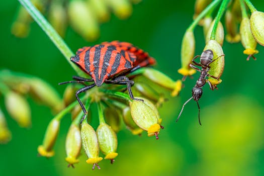 garden with beneficial insects