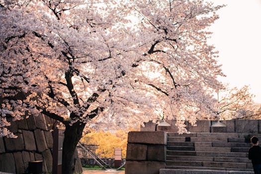 beautiful flowering tree in an urban garden