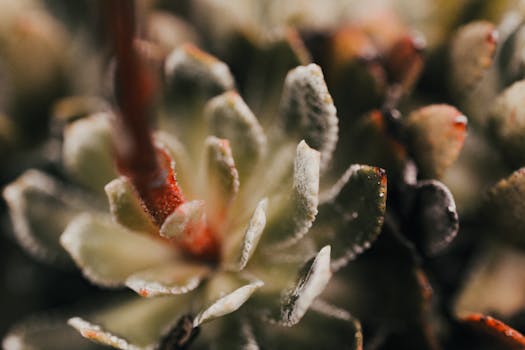 Low maintenance garden with drought-resistant plants