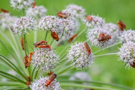 image of companion plants in a small garden