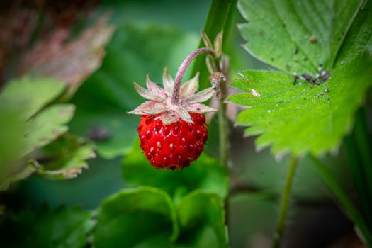 image of a small urban garden showing companion planting