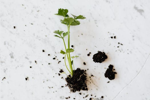 small balcony garden showcasing companion planting