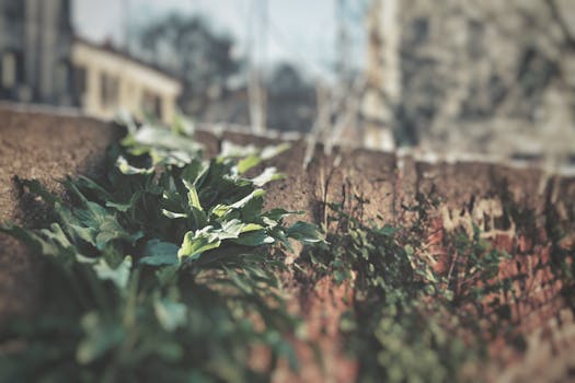 a lush urban garden