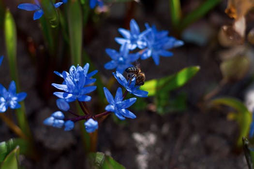 vibrant anise hyssop flowers attracting bees