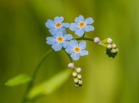 vibrant edible flowers in a small garden