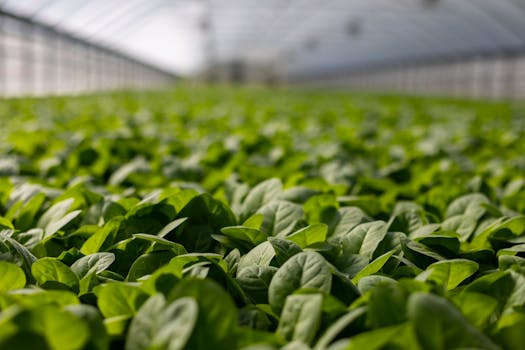 lush green cover crops