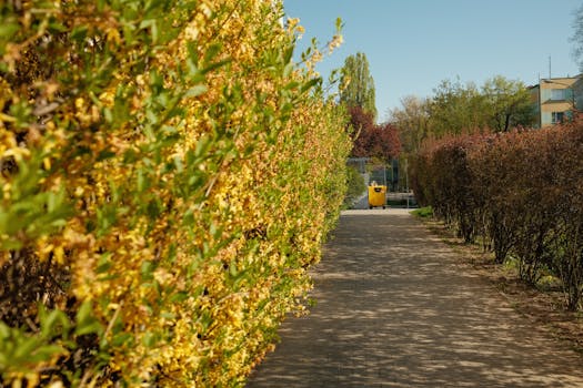 healthy urban garden