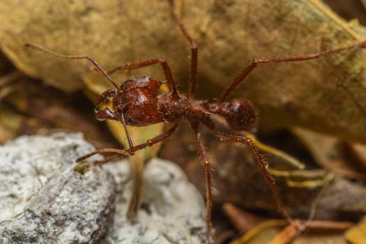 ant identification chart