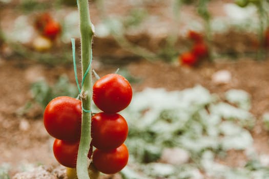 ripe cherry tomatoes on a vine