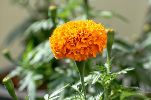 colorful garden with marigolds