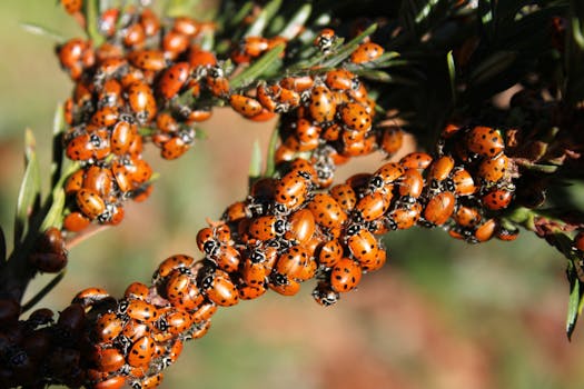 diverse garden promoting beneficial insects