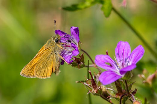 colorful native flowers attracting pollinators