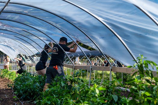 hydroponics setup for growing vegetables