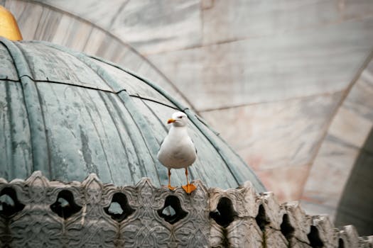 urban wildlife on a green roof