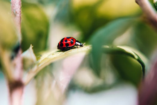 colorful ladybug on green leaf