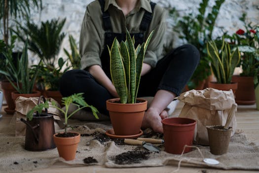 Indoor garden setup with various houseplants