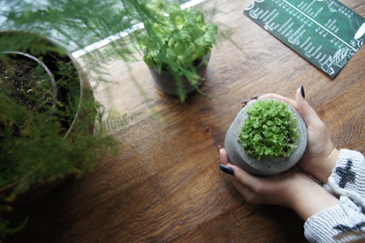 indoor herb garden