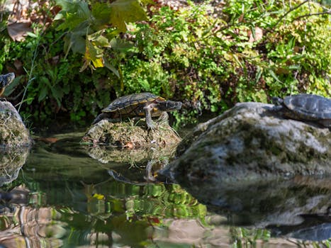 image of a small urban pond with plants