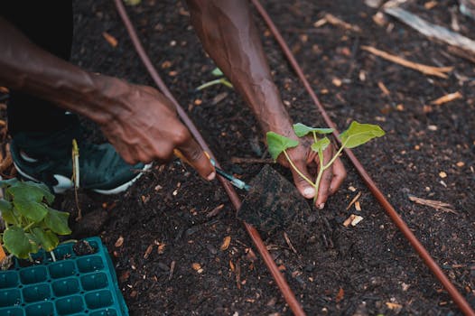 balcony garden with drip irrigation