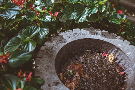 low-maintenance eco garden with native plants