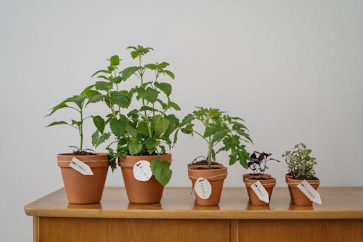 herbs growing in a small space