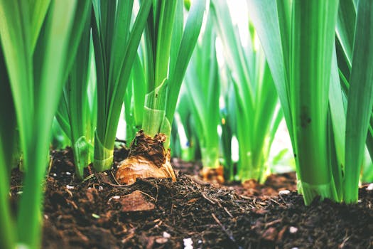 Urban garden with vegetables