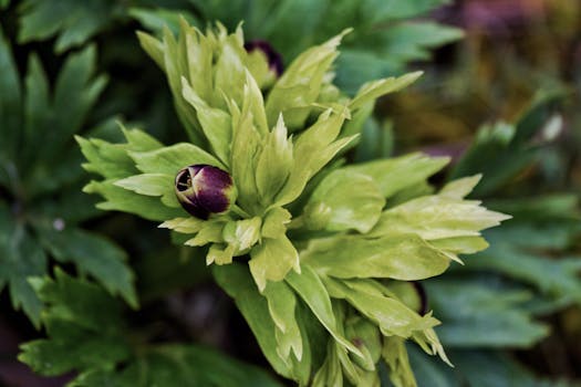 colorful plant arrangement in small garden