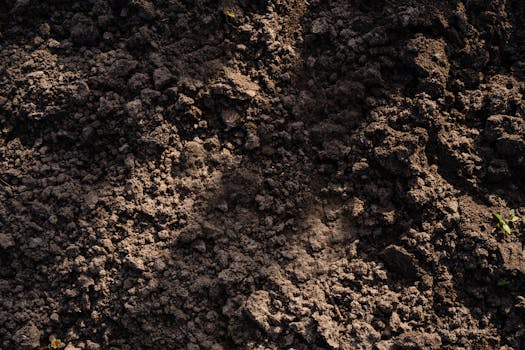 Rich soil and plants