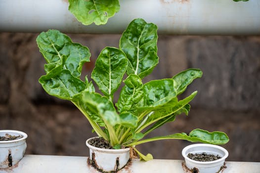 Urban farm with vertical gardening