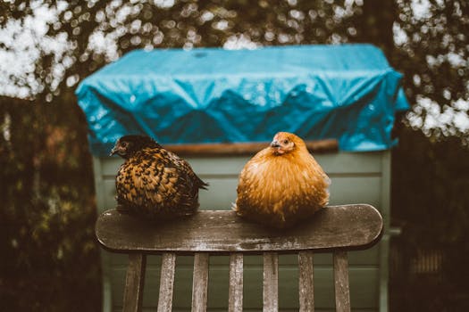 space-saving chicken coop design