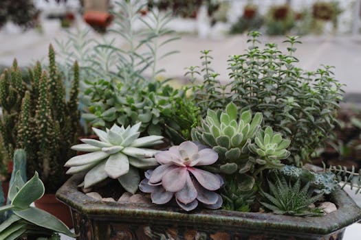 A collection of drought-resistant plants in pots