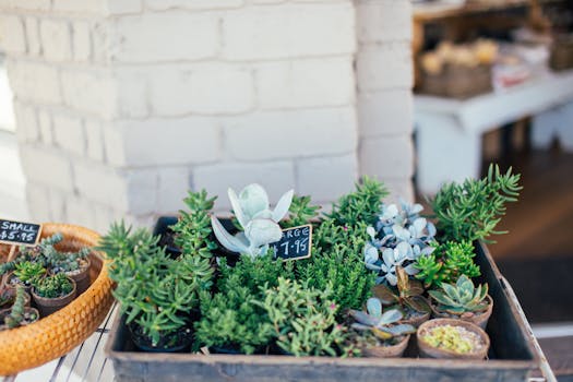 container garden with various plants