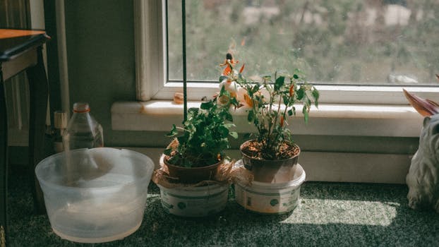 container herbs on a windowsill