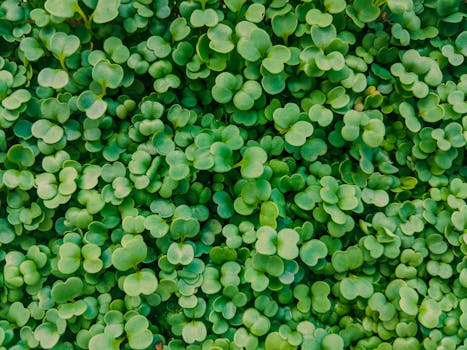 herb garden in small containers