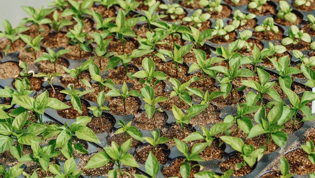 image of growing microgreens in trays