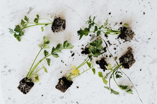 small urban garden with herbs