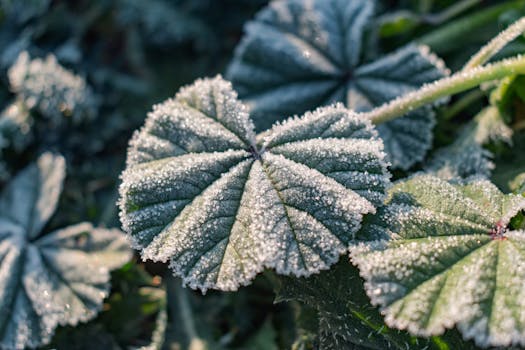 cold climate gardening