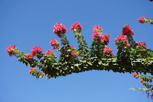 colorful polyculture garden