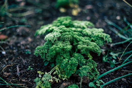 lush permaculture garden