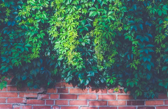 lush urban garden with diverse plants