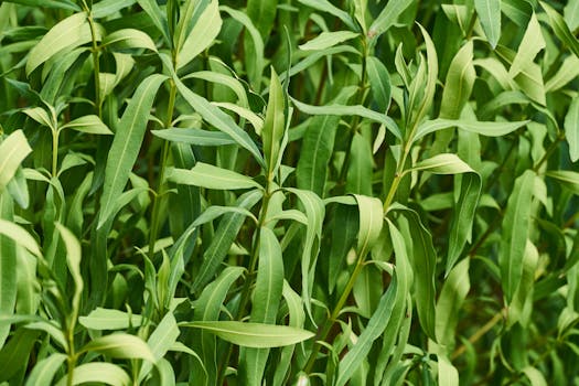 healthy urban garden with cover crops