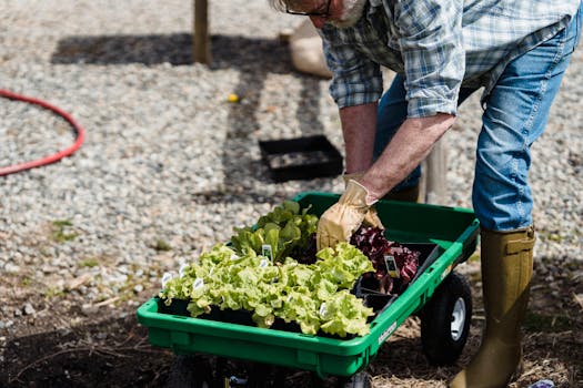 urban gardener planting cover crops