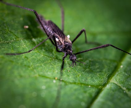 pest control in a garden