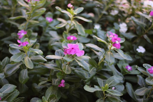 vibrant xeriscaped garden